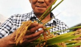 国外爆料袁隆平视频大全,揭秘农业巨擘的传奇人生